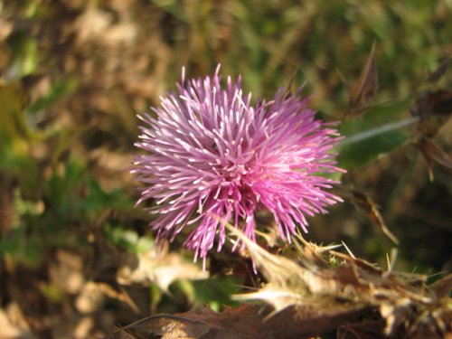 Musk Thistle (Carduus nutans)