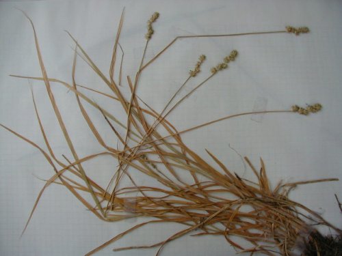 Cluster Sedge (Carex aggregata)