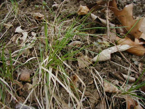 Whitetinge Sedge (Carex albicans)