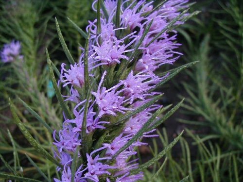 Eastern Dotted Gayfeather (Liatris mucronata)