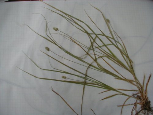 Oval Leaf Sedge (Carex cephalophora)