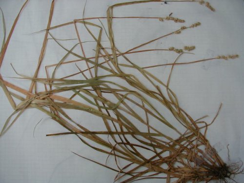 Soft Fox Sedge (Carex conjuncta)