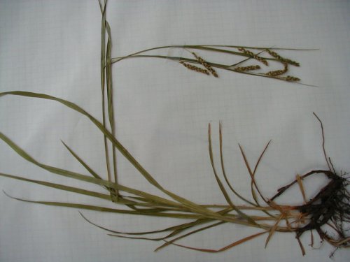 Davis Sedge (Carex davisii)