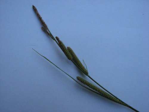 Emory Sedge (Carex emoryi)