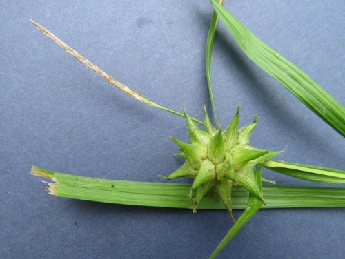 Grays Sedge (Carex grayi)