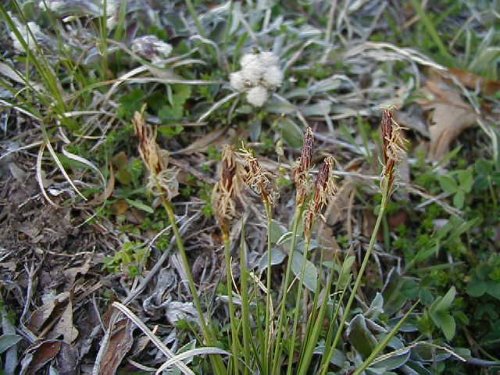 Sun Sedge (Carex inops)