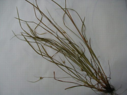 James Sedge (Carex jamesii)