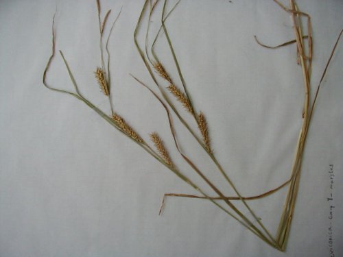 Smoothcone Sedge (Carex laeviconica)