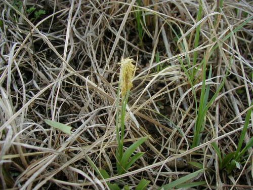 Meads Sedge (Carex meadii)