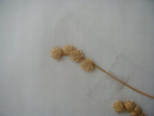 Pest Sedge (Carex molesta)