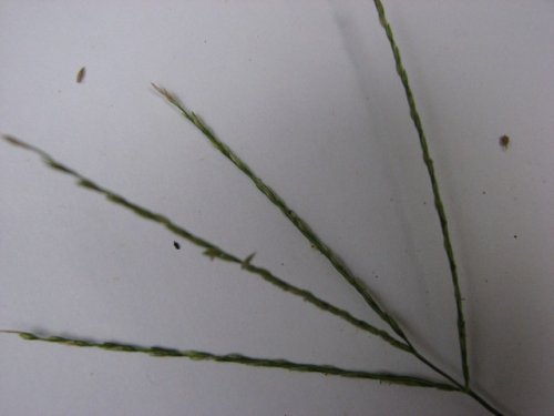 Hairy Crabgrass (Digitaria sanguinalis)