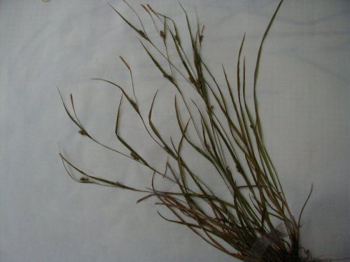 Straight-fruit Sedge (Carex oligocarpa)