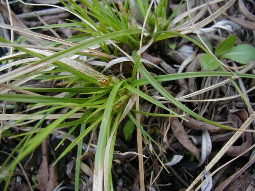 Low Sedge (Carex umbellata)