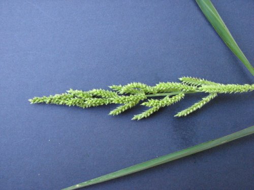 Barnyard Grass (Echinochloa crus-galli)