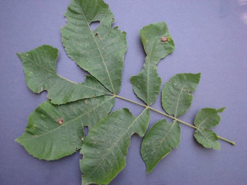 Shellbark Hickory (Carya laciniosa)