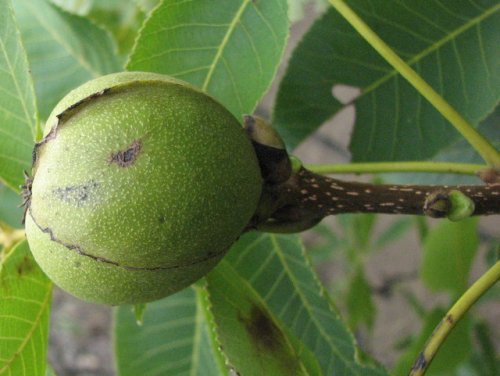 Shagbark Hickory (Carya ovata)