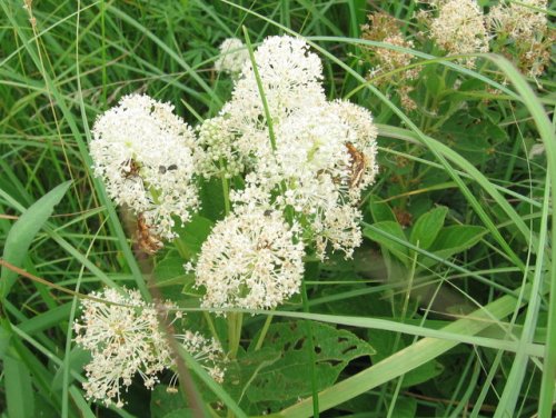 American New Jersey Tea (Ceanothus americanus)