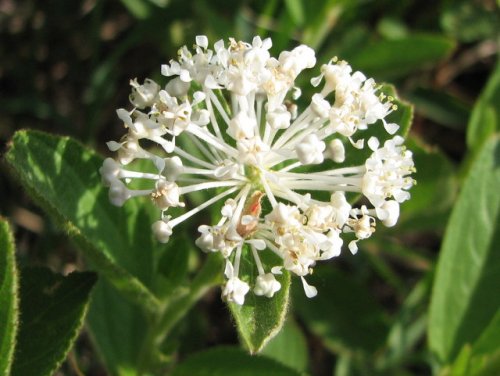 Inland New Jersey Tea (Ceanothus herbaceus)