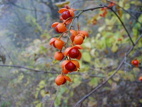 American Bittersweet (Celastrus scandens)