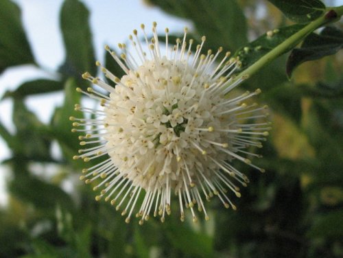 Buttonbush (Cephalanthus occidentalis)