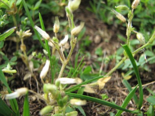 Shortstalk Mouse-ear Chickweed (Cerastium brachypodum)