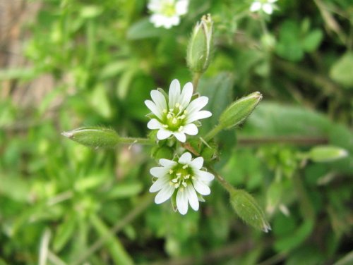 Common Mouse-ear Chickweed (Cerastium fontanum)