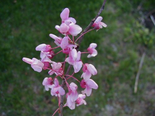 Redbud (Cercis canadensis)