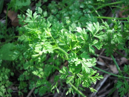 Wild Chervil (Chaerophyllum procumbens)