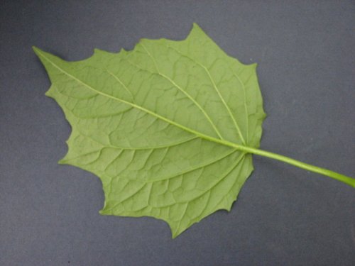 Maple Leaf Goosefoot (Chenopodium simplex)