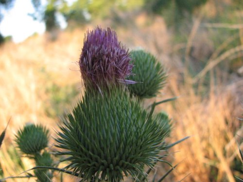 Bull Thistle (Cirsium vulgare)