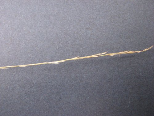 Plains Muhly (Muhlenbergia cuspidata)