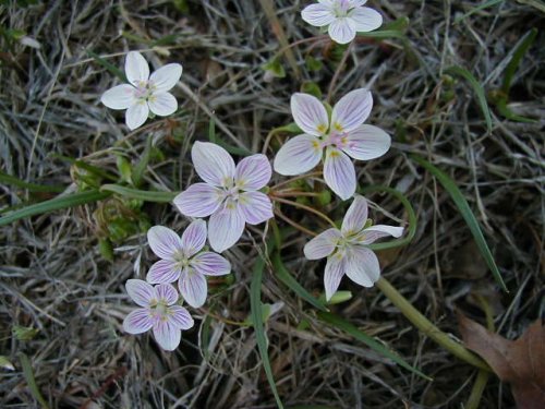 Spring Beauty (Claytonia virginica)