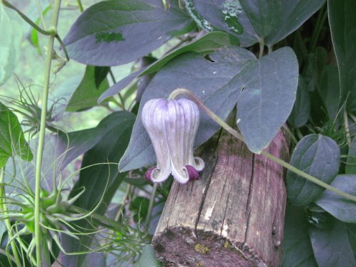 Pitcher's Leather Flower (Clematis pitcheri)