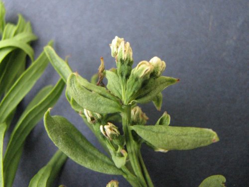 Bastard Toadflax (Comandra umbellata)