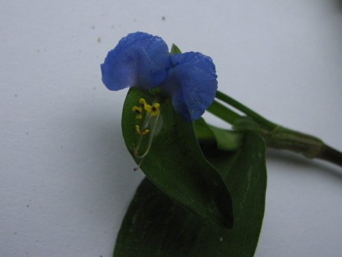 Asiatic Dayflower (Commelina communis)