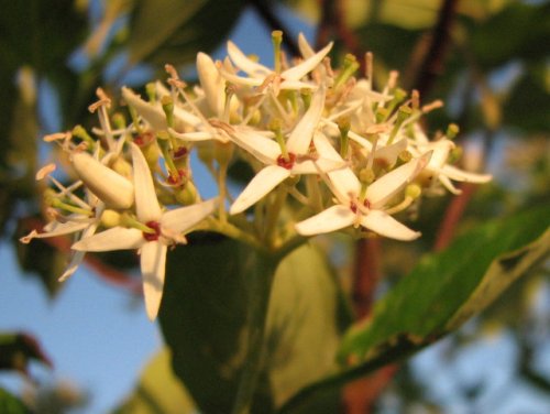 Swamp Dogwood (Cornus amomum)