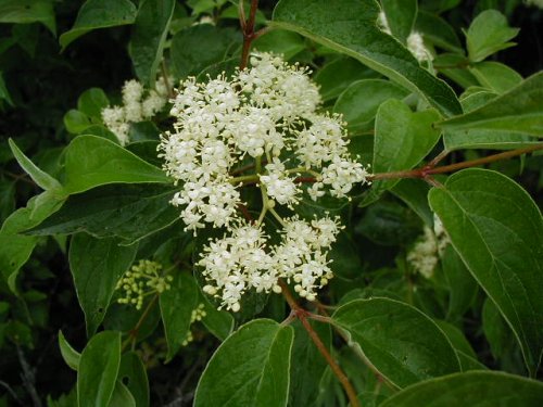 Rough-leaved Dogwood (Cornus drummondii)