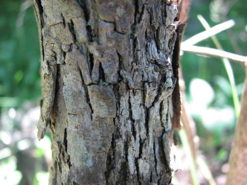 Cockspur Hawthorn (Crataegus crus-galli)