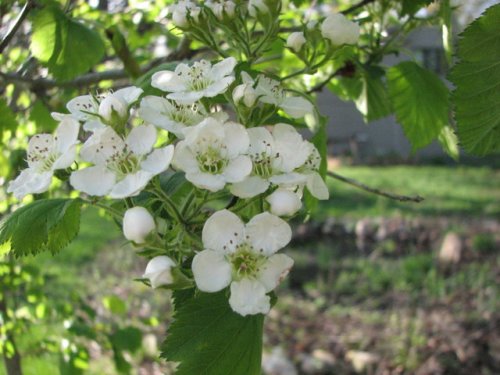 Downy Hawthorn (Crataegus mollis)