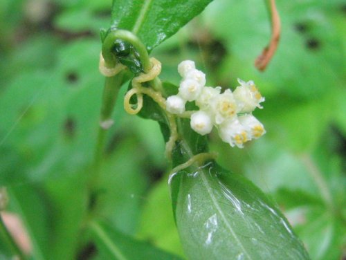 Fiveangled Dodder (Cuscuta pentagona)