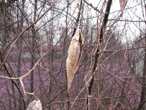 Climbing Milkweed (Cynanchum laeve)