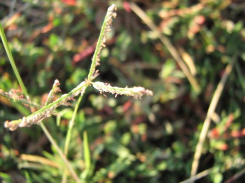 Bermuda Grass (Cynodon dactylon)