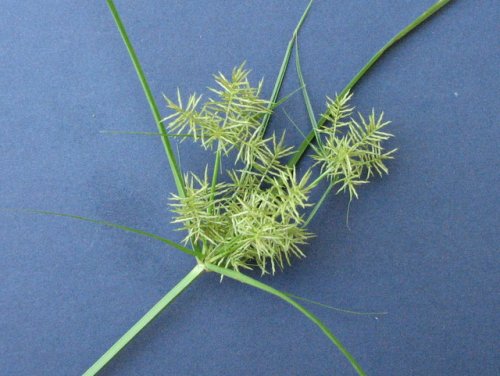 Yellow Nut Sedge (Cyperus esculentus)