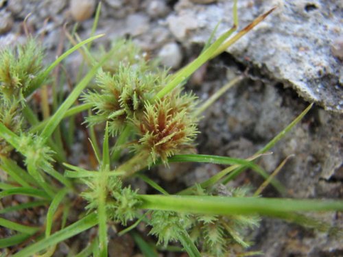 Bearded Flatsedge (Cyperus squarrosus)