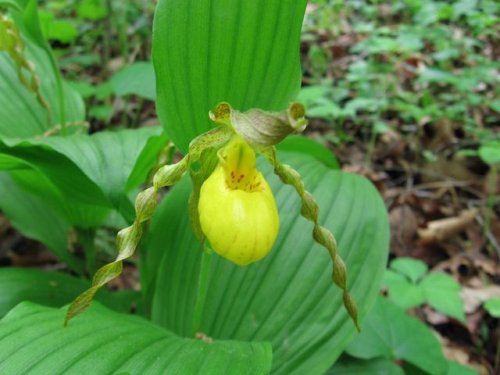 Yellow Lady's Slipper (Cypripedium pubescens)