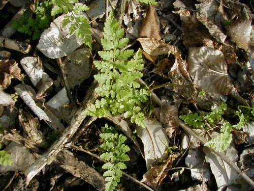 Southern Bladder Fern (Cystopteris protrusa)