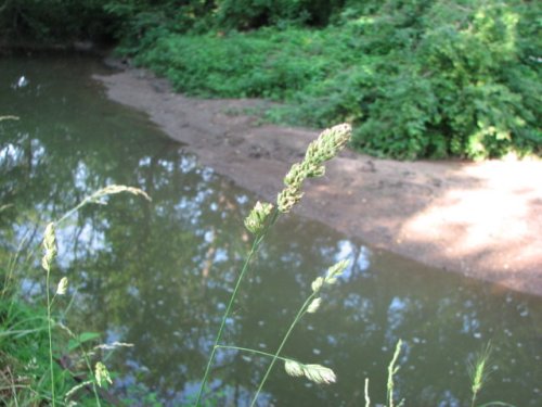 Orchardgrass (Dactylis glomerata)