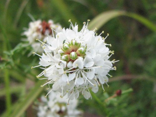 Roundhead Prairie Clover (Dalea multiflora)