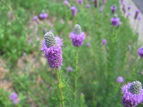 Purple Prairie Clover (Dalea purpurea)