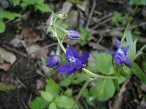 Rock Larkspur (Delphinium tricorne)